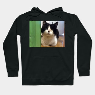 Tomcat Teddi Hoodie